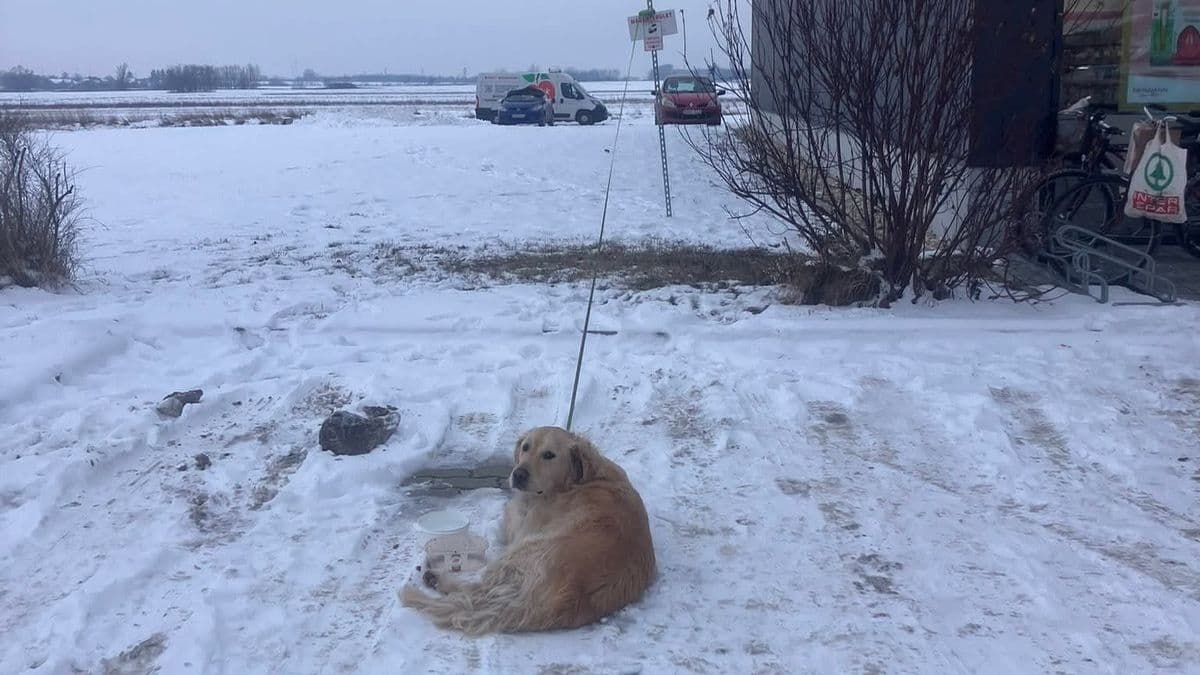 Forrnak az indulatok - Mínuszokban, láncra verve hagytak egy kutyát Győrszentivánon - fotó