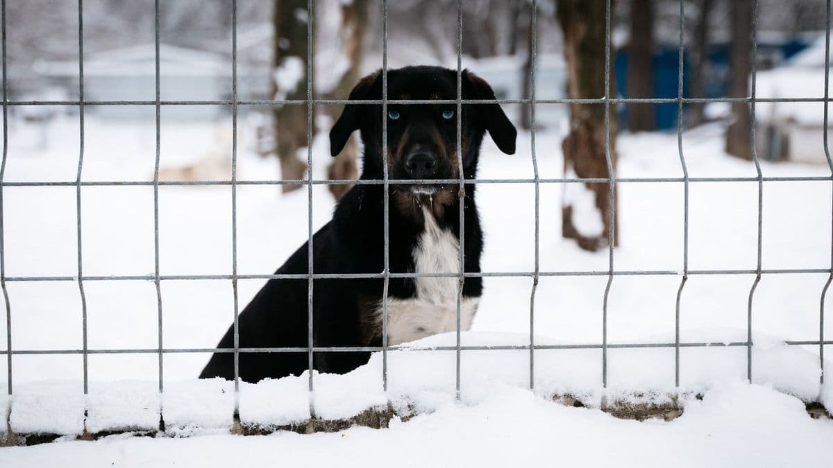 A fagy idején sem maradnak egyedül a menhelyi kutyák – minden apró segítség számít