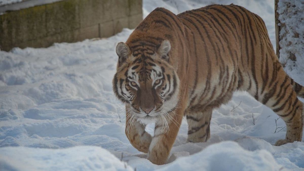 Van, aki hancúrozik a hóban, van aki a tavaszt várja a mátraalji állatkertben