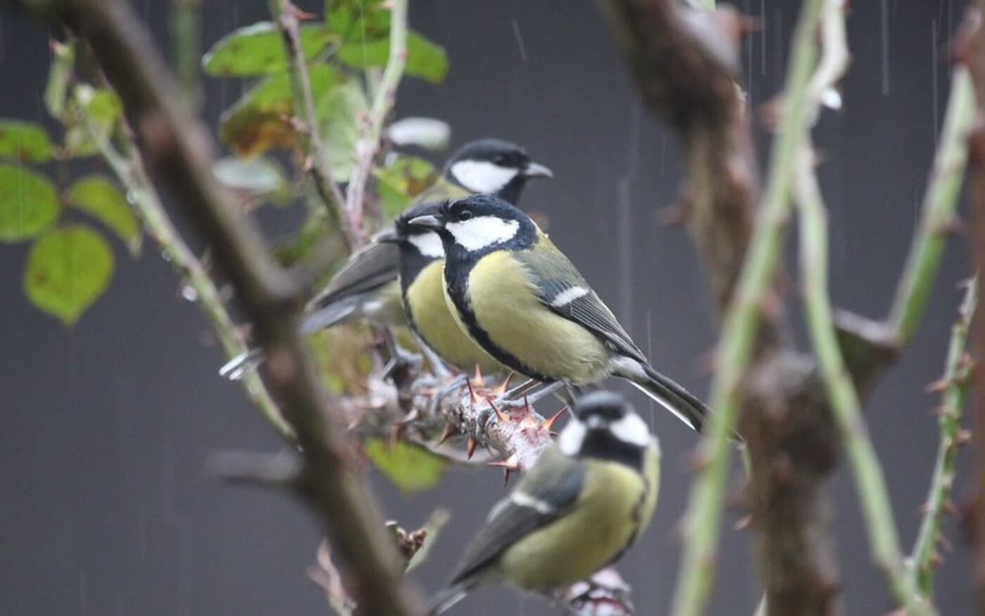 Szlovákiai Madárszámlálás 2025: 140 Ezer Madár Került Listára