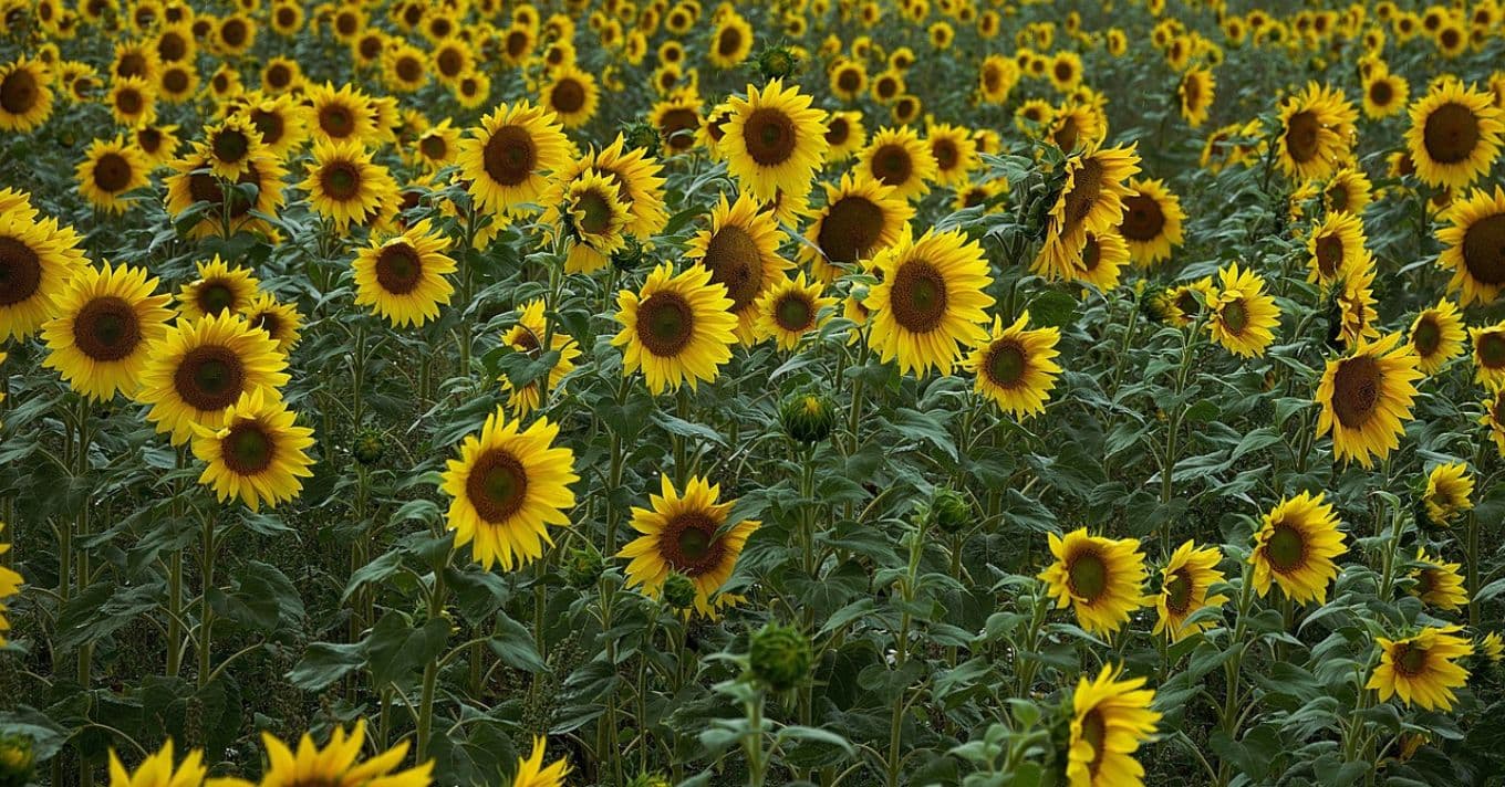 Napraforgó térnyerés növényvédelem 2025 kihívásai