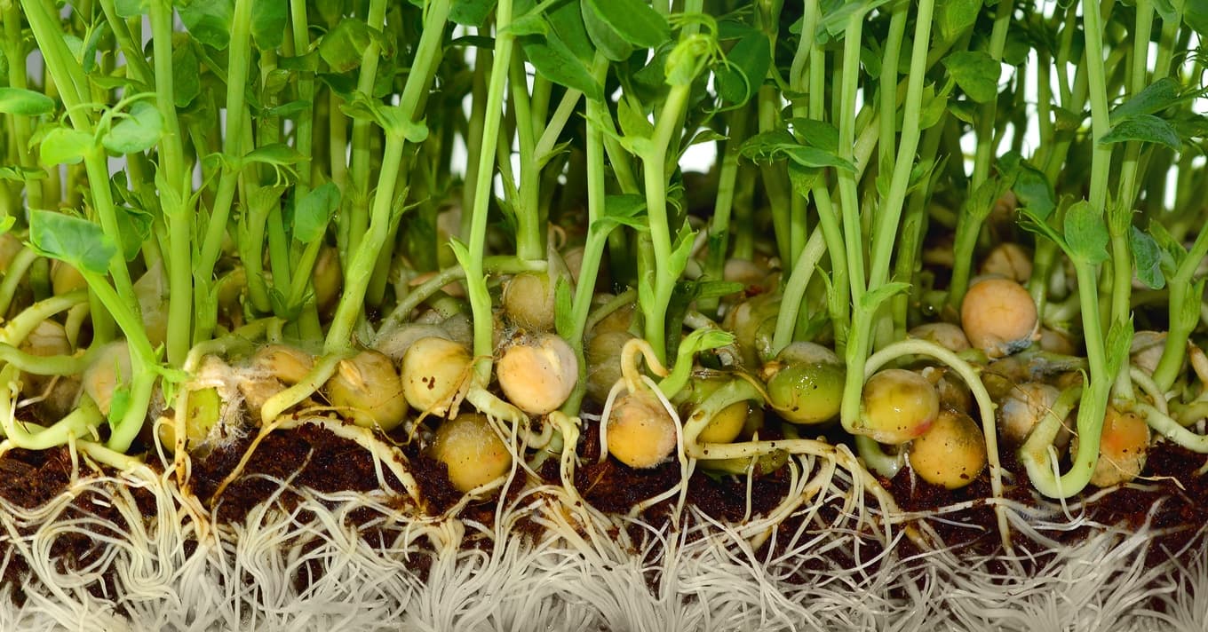 Csicseriborsó termesztése Magyarország 2025 lehetőségek