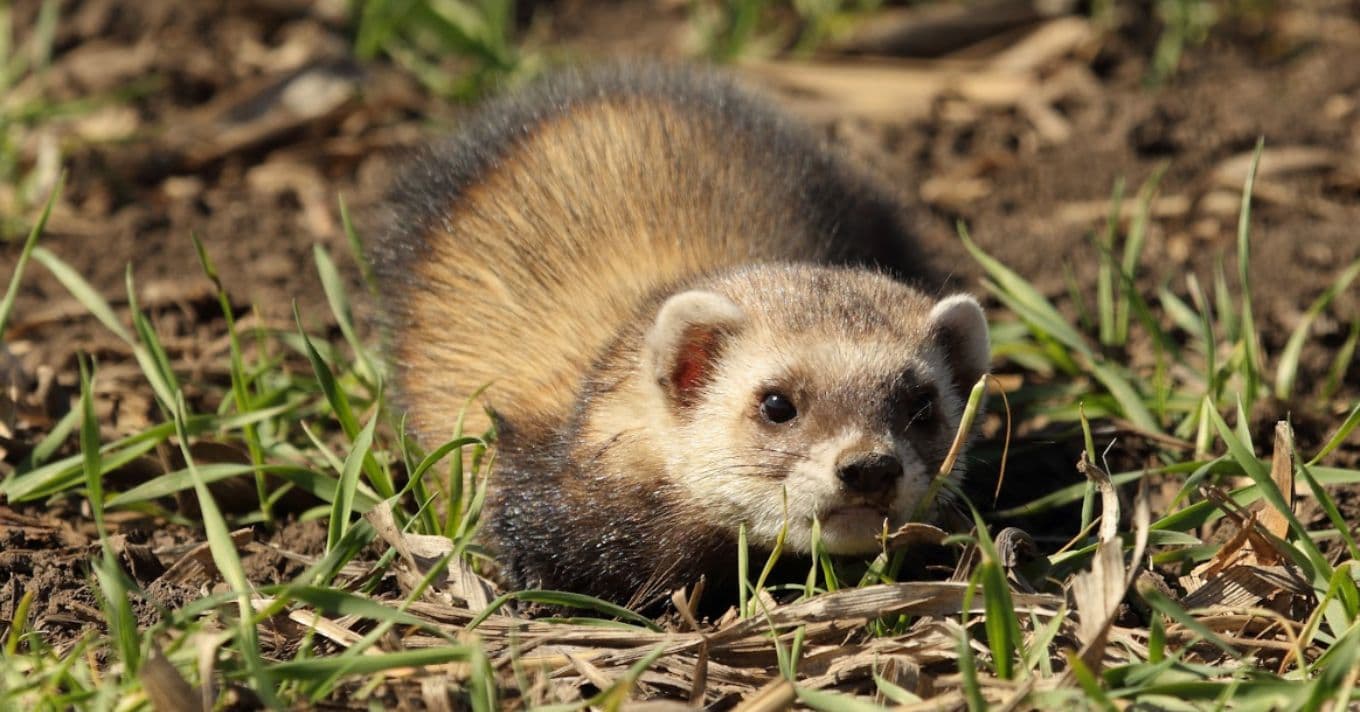 Molnárgörény Ökológia 2025: Szerepe Mezőgazdasági Területeken