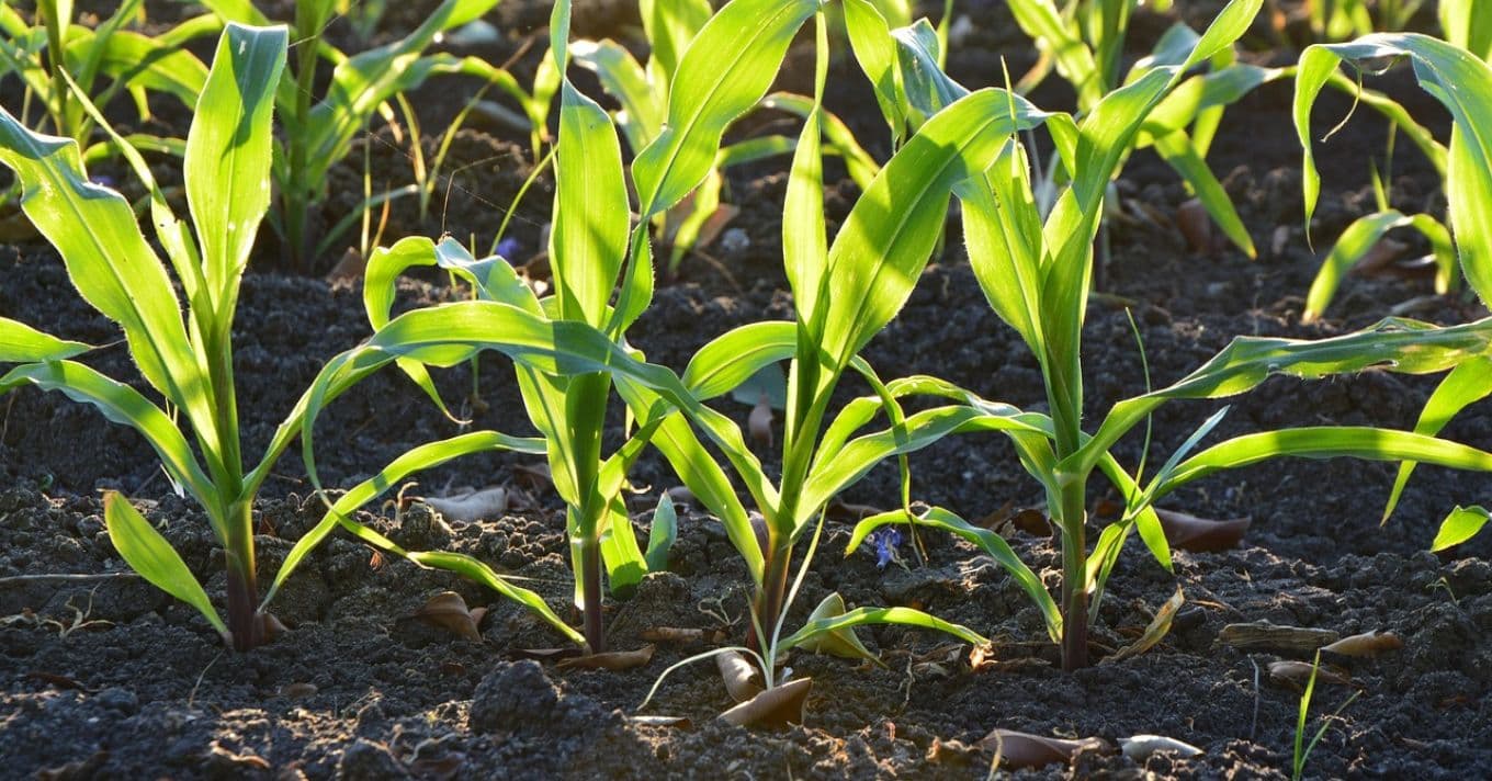 Talajszerkezet Megőrzése Hozam Növelése Érdekében 2025