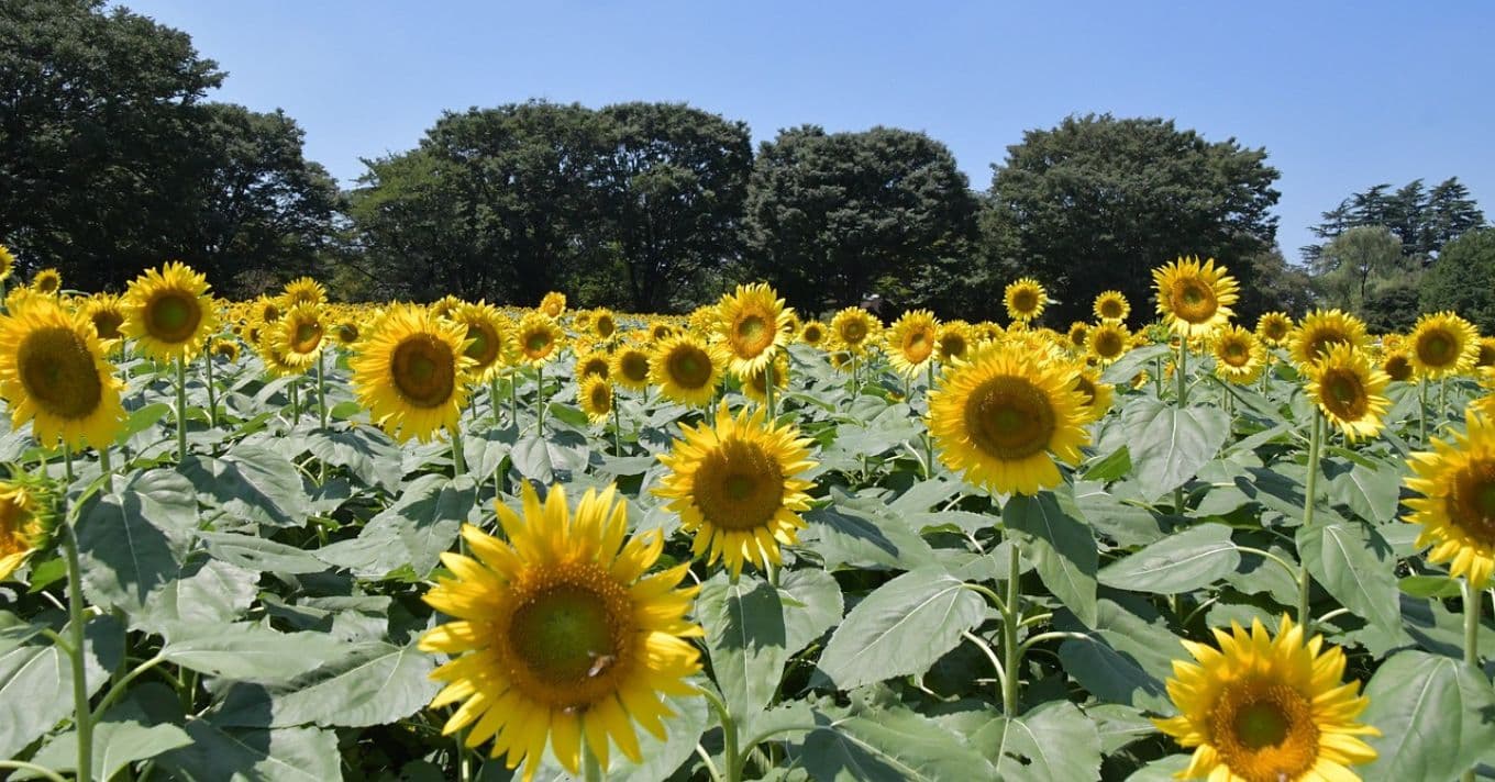 Napraforgó drótféreg védekezés 2025: hatékony kezelési módszerek