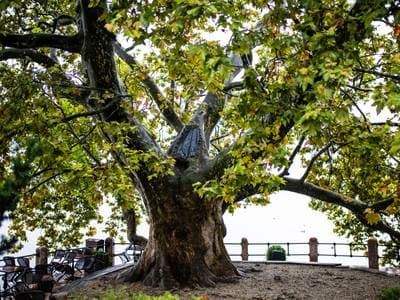 Nem kivágják, hanem megújítják – Erdőregeneráció indul Tatán