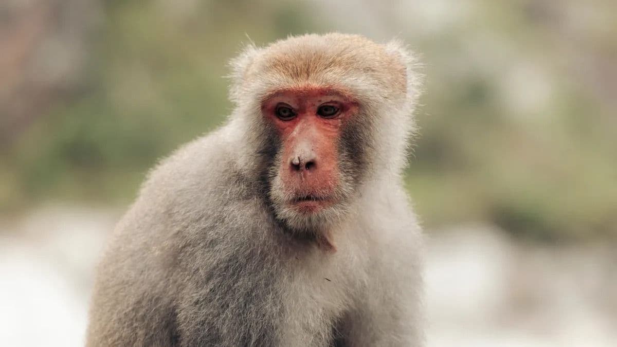 Szívszorító pillanatok a japán állatkertben – Punch, az árva kis makákó és hű társának története