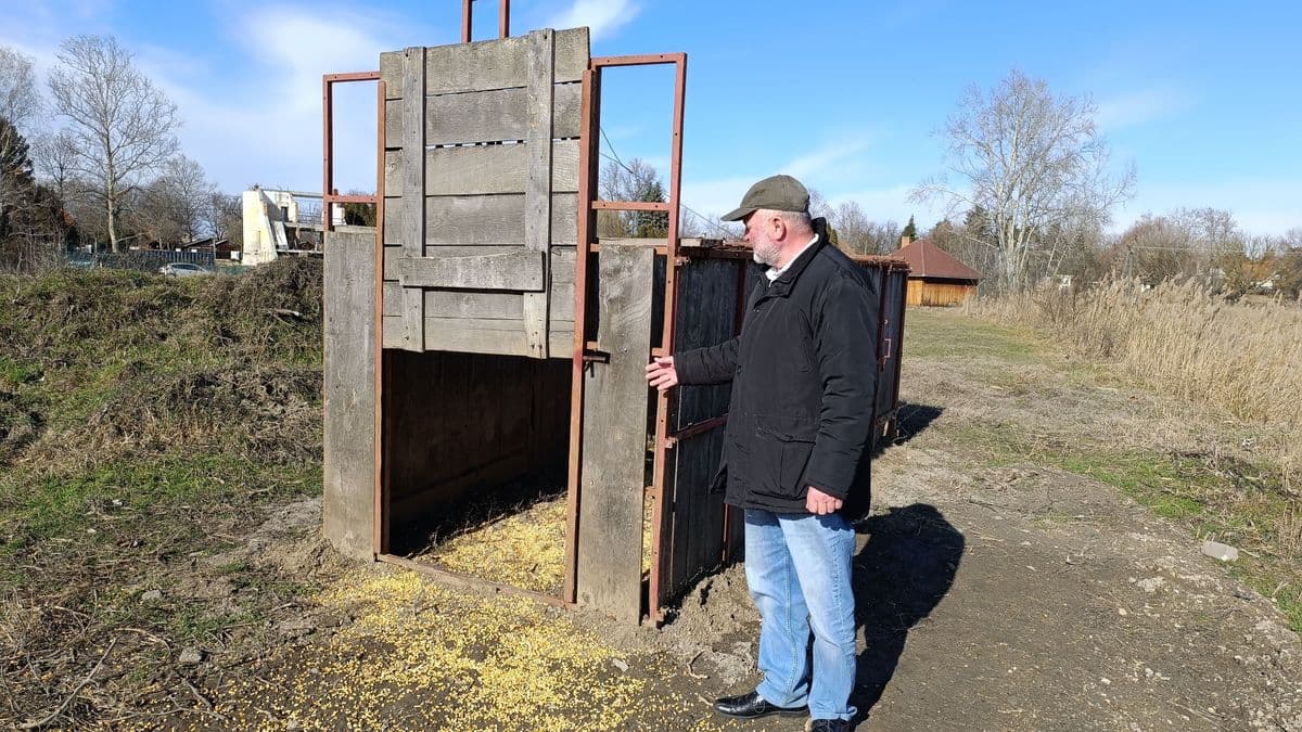 Betelt a pohár Szántódon a rengeteg pusztítás miatt, csapdát állítottak a garázdálkodó vaddisznóknak