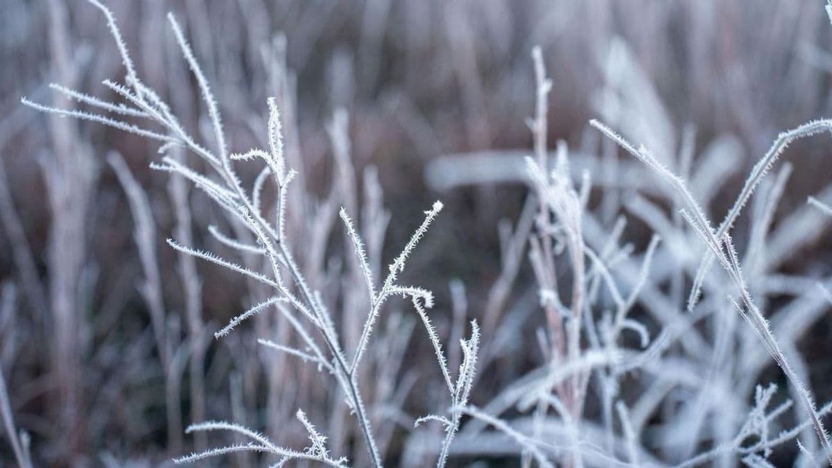 Szerdán tavaszias idő várható, de reggel még fagyokkal indul a nap
