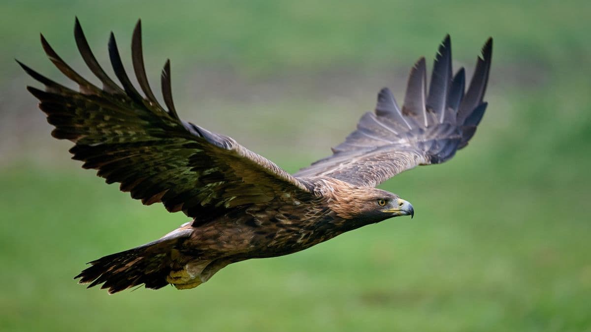 Hatalmas szárnyak Aba felett: Valóságos égi gladiátort videóztak a határban! (videóval)