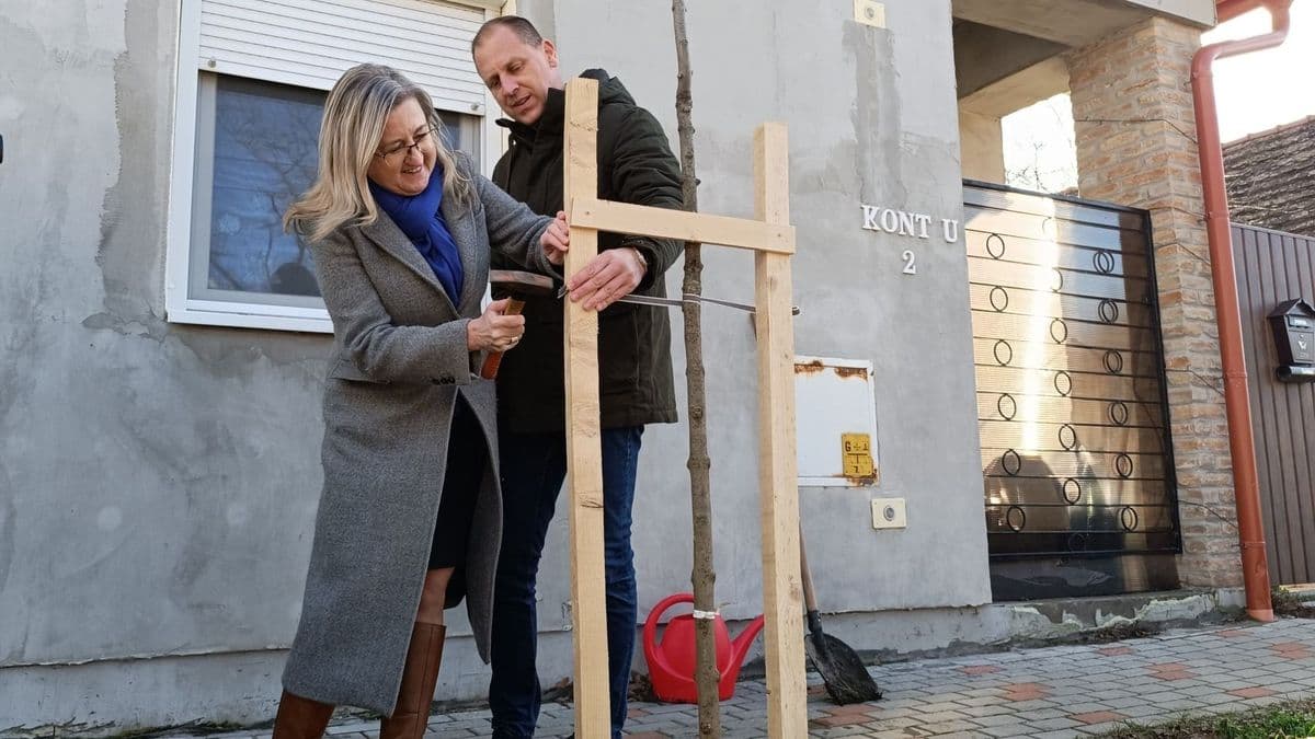 Több mint száz babafa nő idén Makón, minden tavaly született gyermeknek jut egy csemete