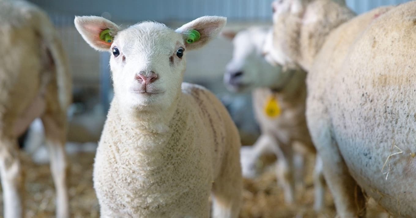 Juhtenyésztés: Piaci lehetőségek és fenntarthatósági szempontok