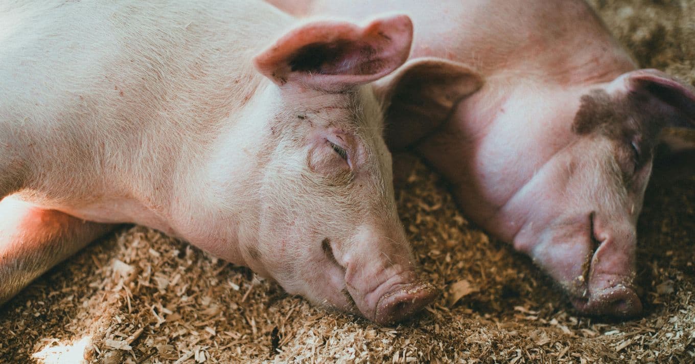 Álveszettség: veszélyben a kutyák és gazdáik teendői