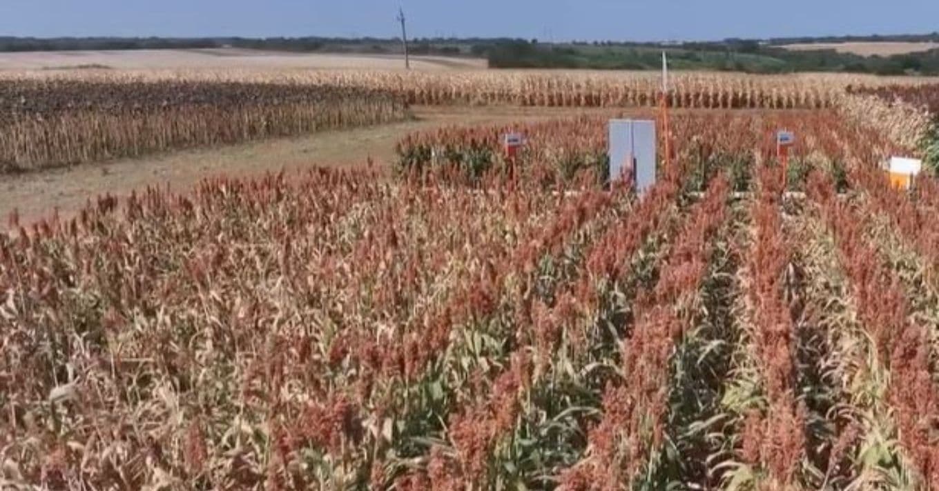 Cirok: Az új alternatíva a kukorica helyett a változó éghajlatban