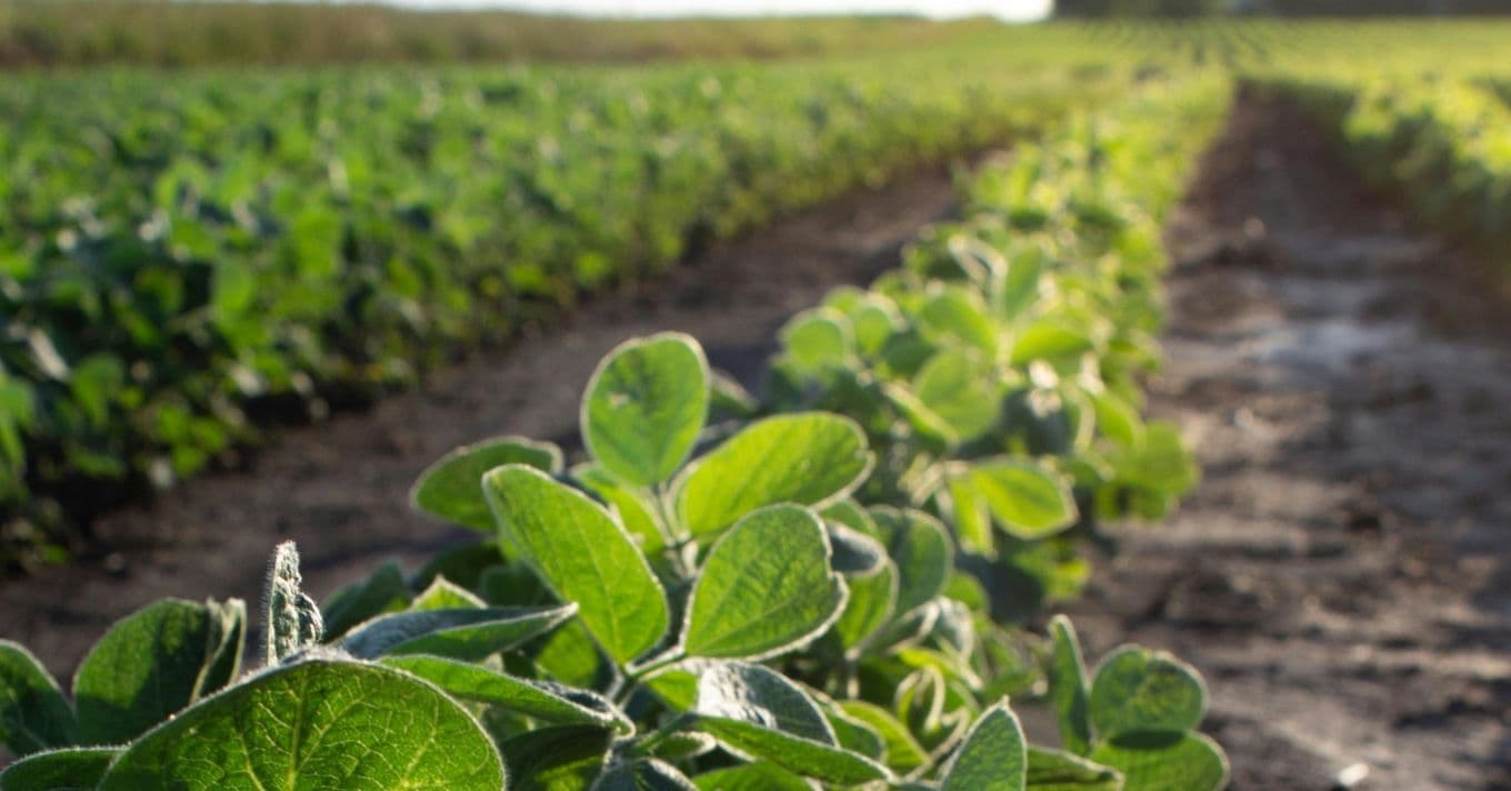 Új GMO-mentes szójafajta: Magas hozam és biztonságos gyomirtás