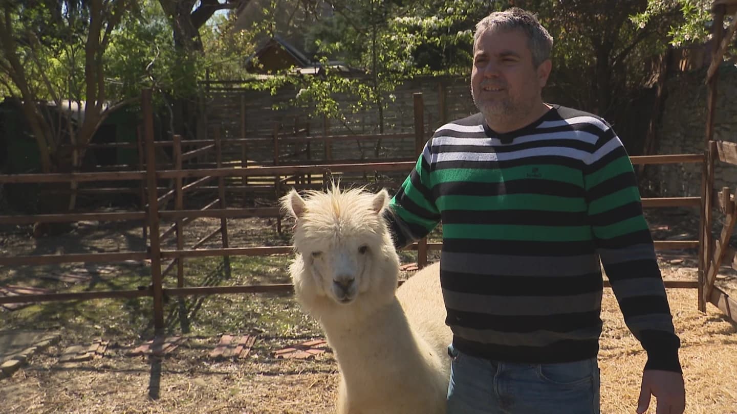 Alpaka és kenguru egy magyar kertben: így él Dr. Korom Ágoston