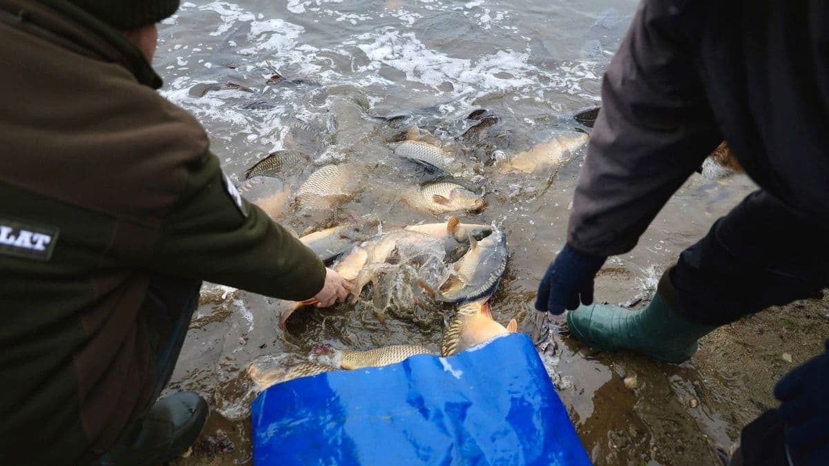 Telepítések és fogások: kiderült, mit csináltak tavaly a horgászok