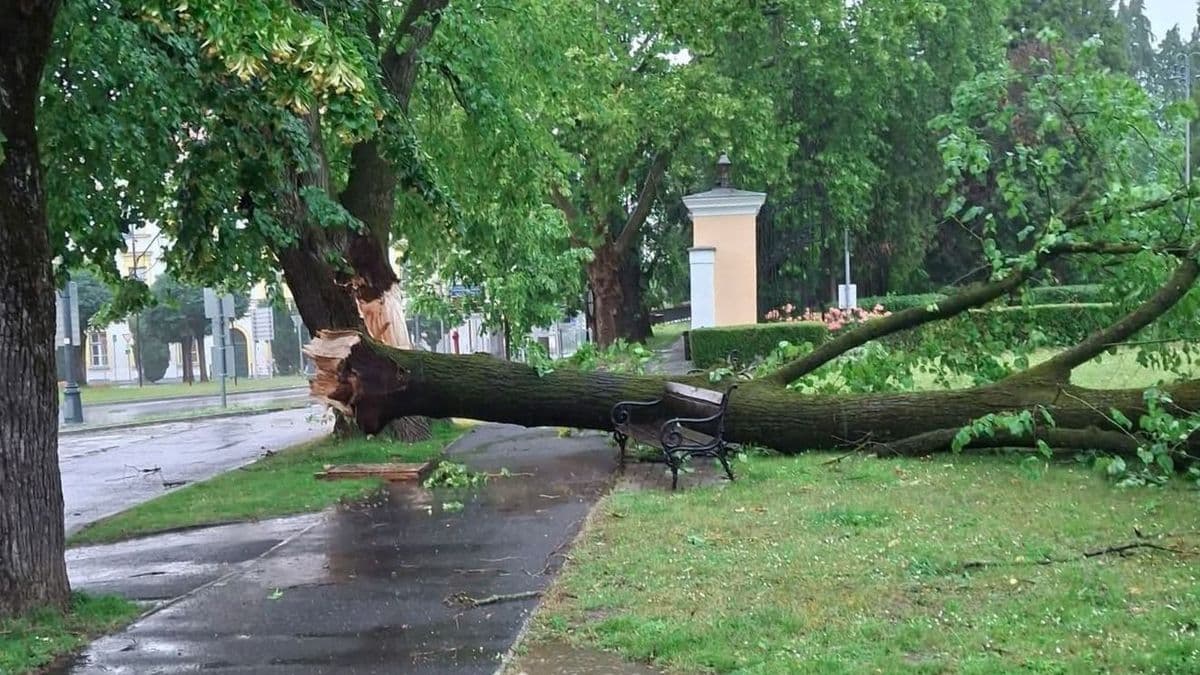 Szentgotthárdon fát döntött a vihar