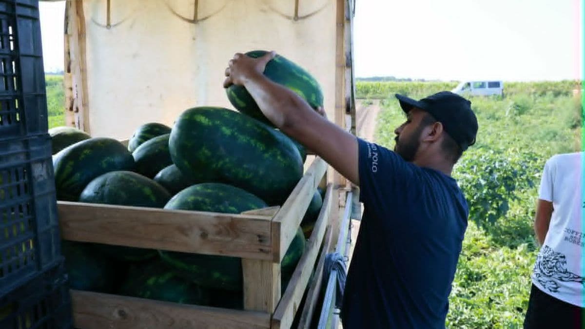 Nyakunkon a dinnyedömping: sorsdöntő napok előtt állnak a magyar termesztők (képgalériával)