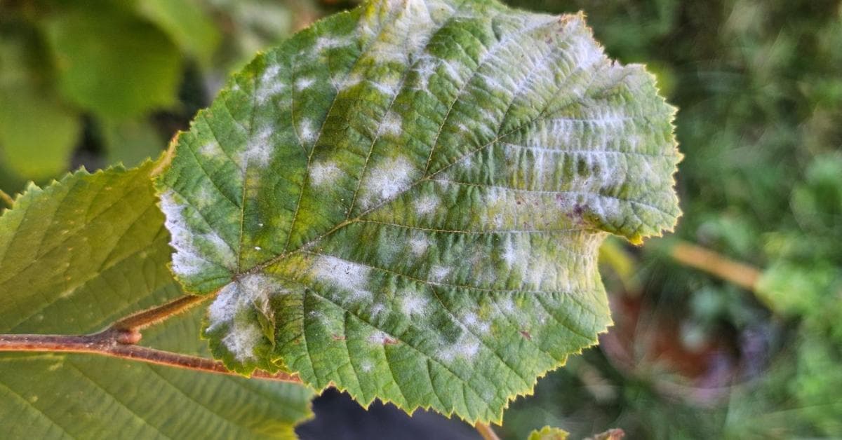 Gombafertőzések és kártevők: Mit tehetnek a gazdák a nyár végén?