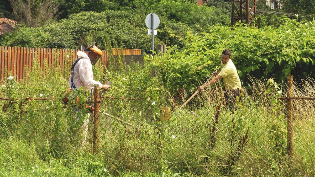 Virágzik a parlagfű, az allergiások már érezhetik a tüneteket