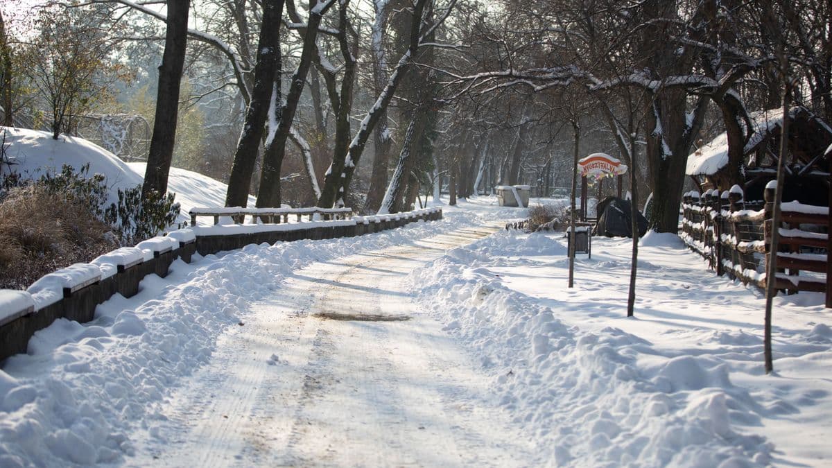 Kiderült, mit történt a kegyetlen módon magukra hagyott állatokkal, akikért a debreceniek aggódtak