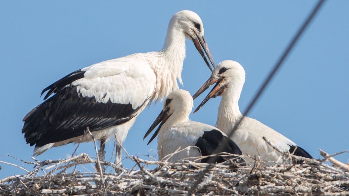 Lezuhant a gólyafészek Abonyban, példás összefogás mentette meg a védett madarakat