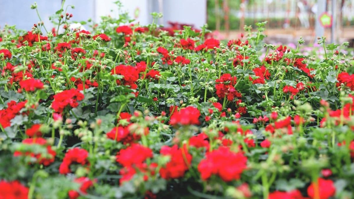 Valójában nem is igazi muskátli?! – 7+1 meglepetés a kedvenc erkélyvirágunkról