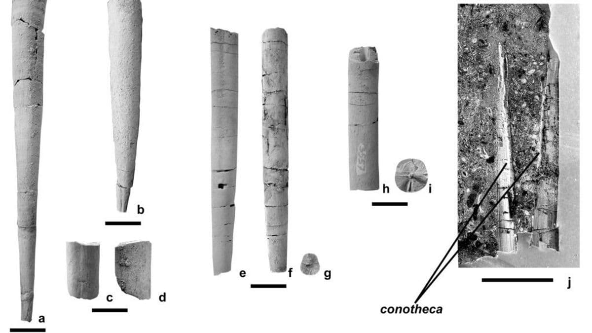 Magyarországi fosszíliák zárják le a belemniteszek kihalásáról szóló vitát