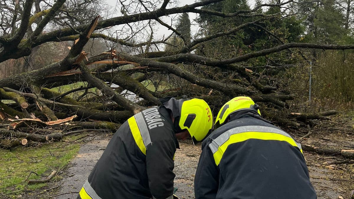 Kaposváron feltámadt a szél, de durván – három autót rongált meg egy leszakadó faág