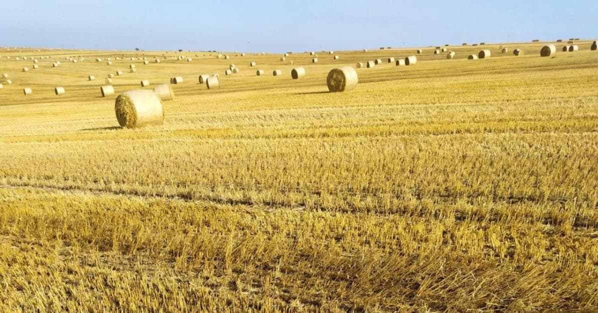 Tarlóápolás: Nedvességmegőrzés és gyomkontroll aratás után