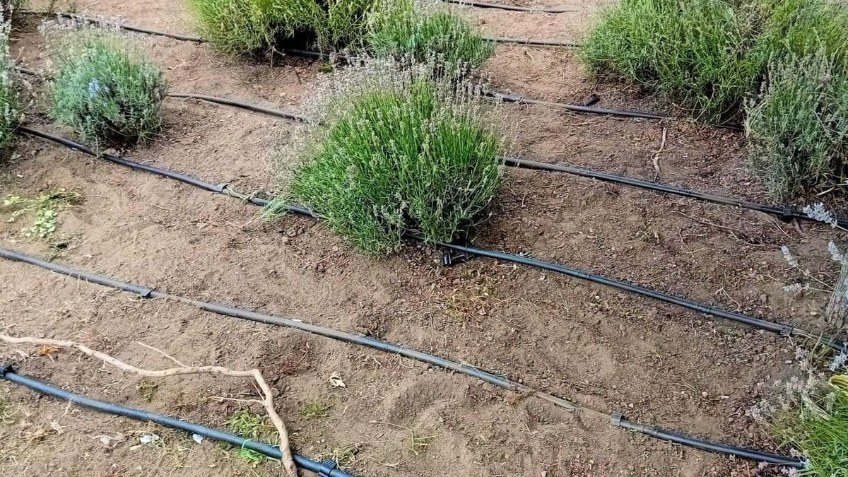 Már a csobogók is elnémultak Egerben, újabb lépéseket tettek a hőség miatt