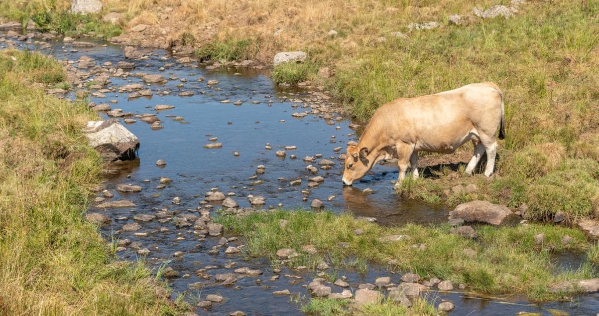 Öntözési tilalom Franciaországban: tanulságok a magyar gazdáknak