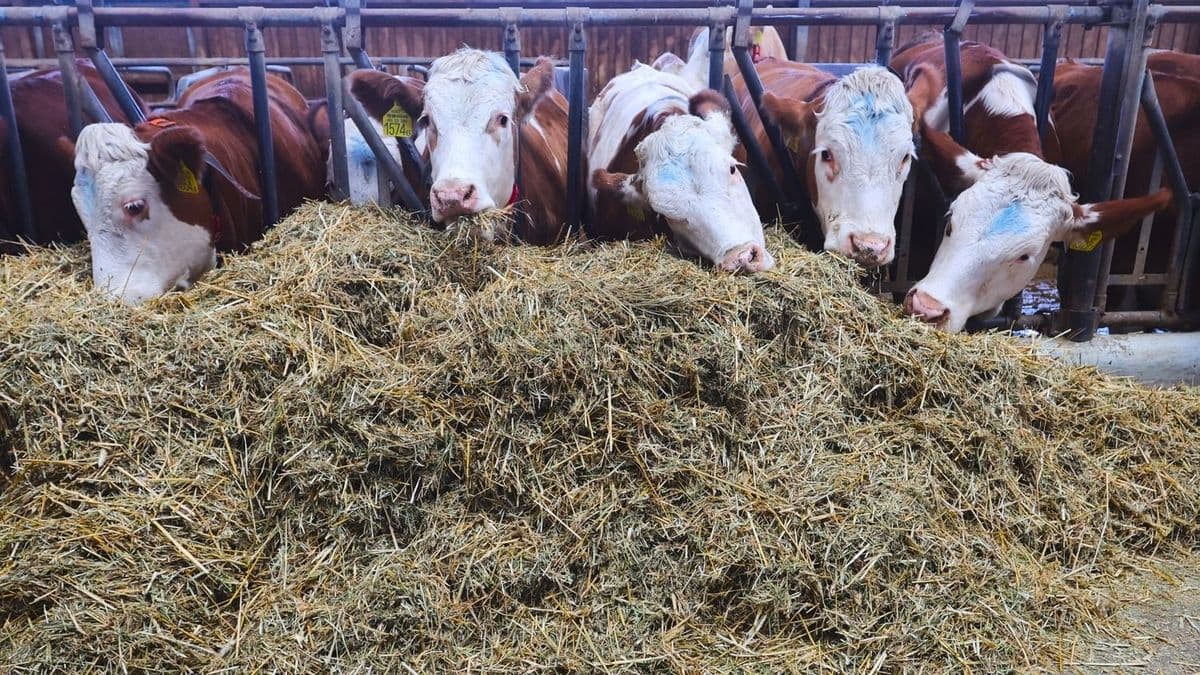 Anthrax fertőzés Borsodban: Nébih intézkedései